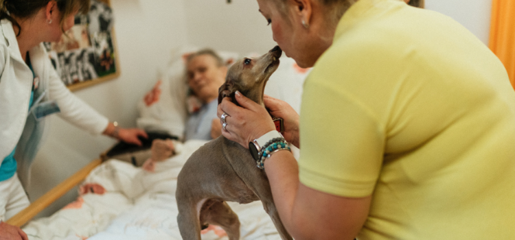 Reactivity vs. Aggression: Dog Leash Reactions | PetTrain360